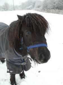 Miniature Horses in Nursing Homes
