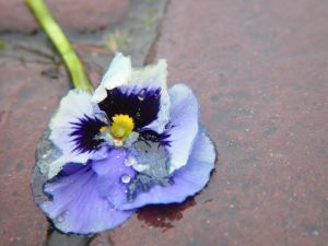 flower Coping with a new role as caregiver